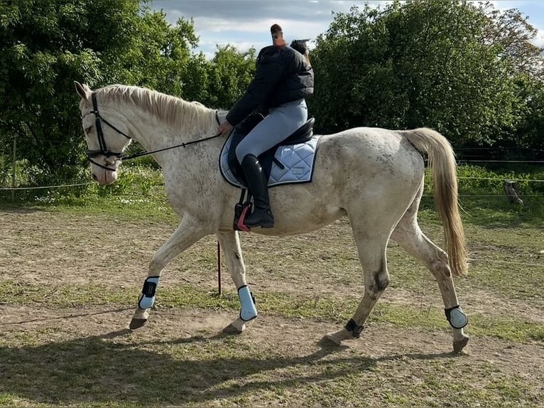Plus de pur-sang Hongre 12 Ans 164 cm Gris moucheté in Athenstedt