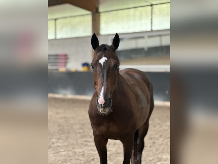 Plus de pur-sang Hongre 13 Ans 160 cm Bai brun in Ballrechten-Dottingen