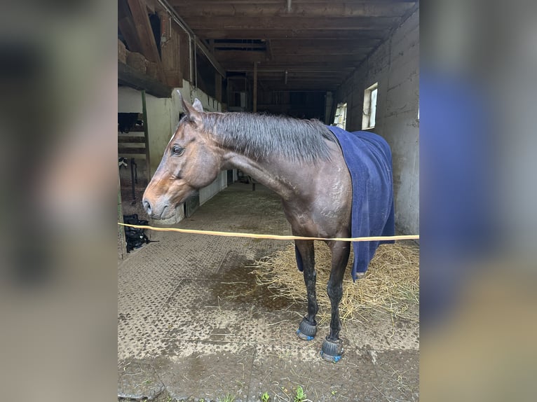 Plus de pur-sang Hongre 13 Ans 160 cm Bai brun in Ballrechten-Dottingen