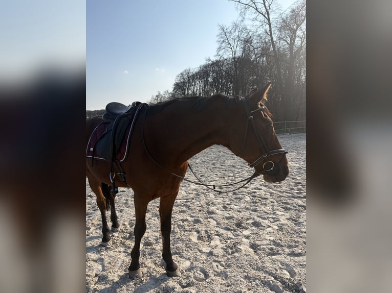 Plus de pur-sang Hongre 13 Ans 160 cm Bai in Wallenhorst