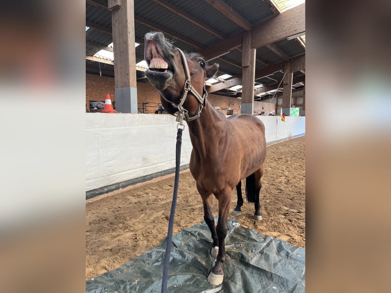 Plus de pur-sang Hongre 13 Ans 165 cm Bai in Groß Kienitz