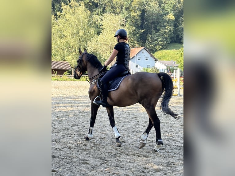 Plus de pur-sang Hongre 14 Ans 160 cm Bai brun in Achberg