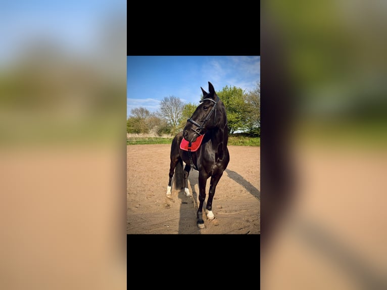 Plus de pur-sang Hongre 14 Ans 160 cm Noir in Reesdorf