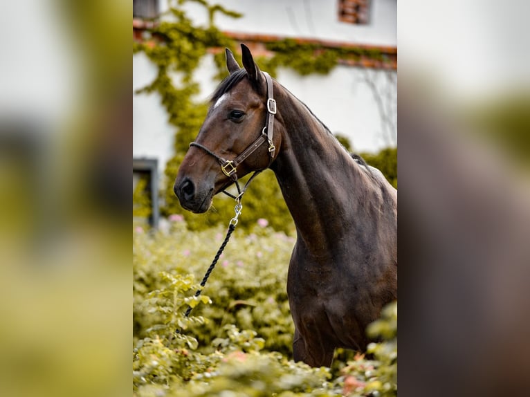 Plus de pur-sang Hongre 14 Ans Bai in Poznan