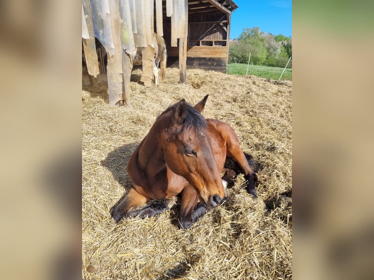 Plus de pur-sang Hongre 15 Ans 159 cm Bai in Utzstetten