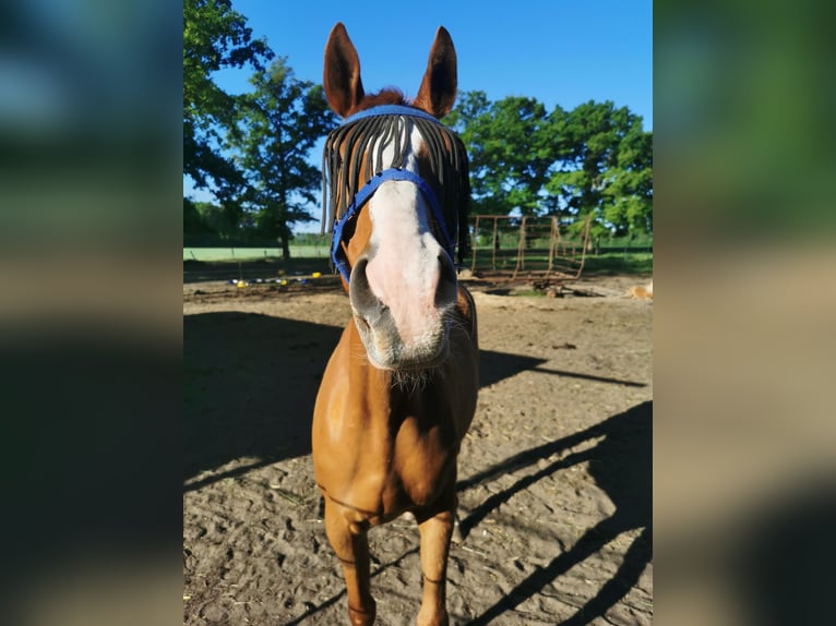 Plus de pur-sang Croisé Hongre 15 Ans 162 cm Alezan in Diepenau