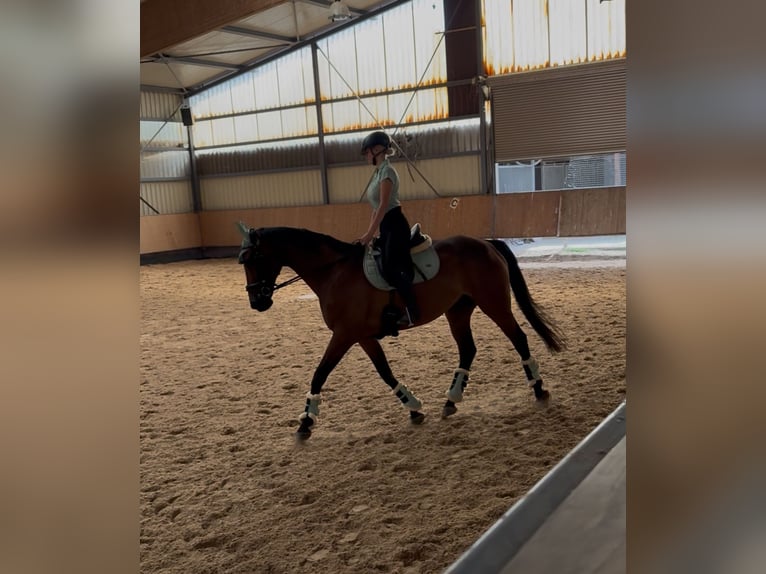 Plus de pur-sang Hongre 15 Ans 170 cm Bai brun in Brackenheim
