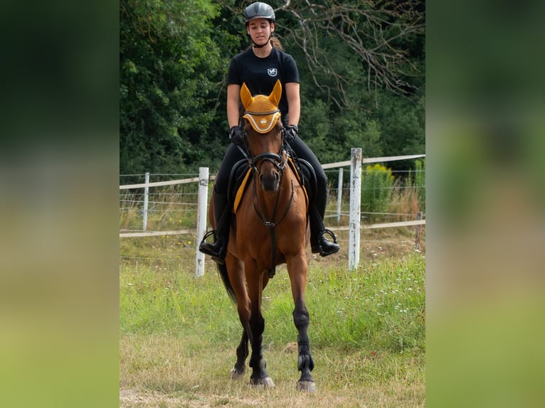 Plus de pur-sang Hongre 19 Ans 157 cm Bai in Dinkelsbühl