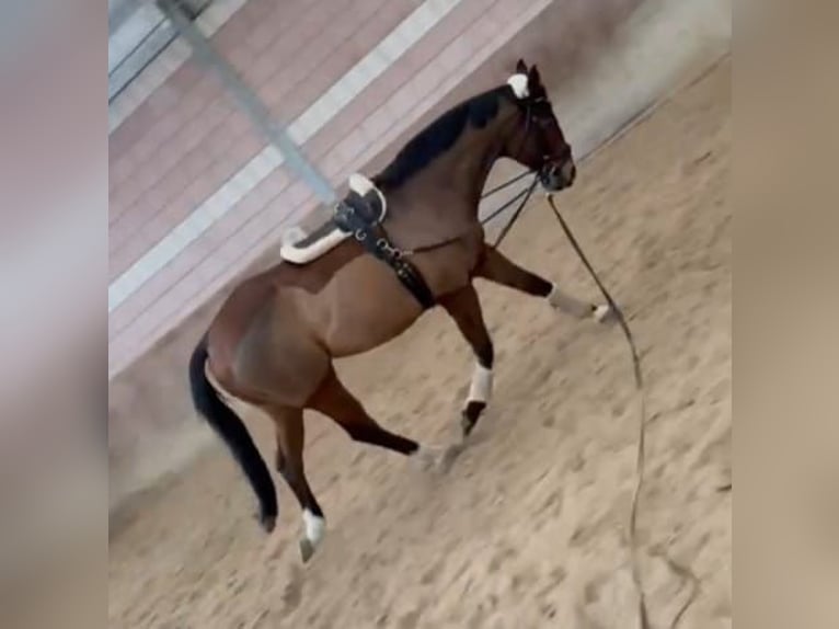 Plus de pur-sang Hongre 20 Ans 168 cm Bai in Hünfeld