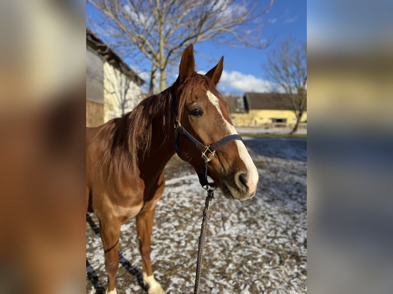 Plus de pur-sang Hongre 3 Ans 145 cm Bai in Kettlasbrunn