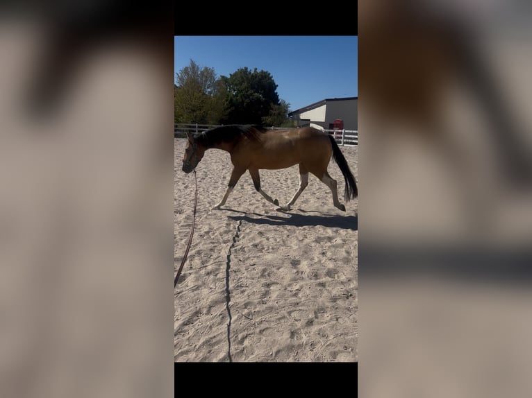 Plus de pur-sang Croisé Hongre 3 Ans 154 cm Buckskin in Einöllen