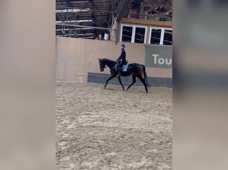 Plus de pur-sang Hongre 3 Ans 160 cm Bai in Wegeleben