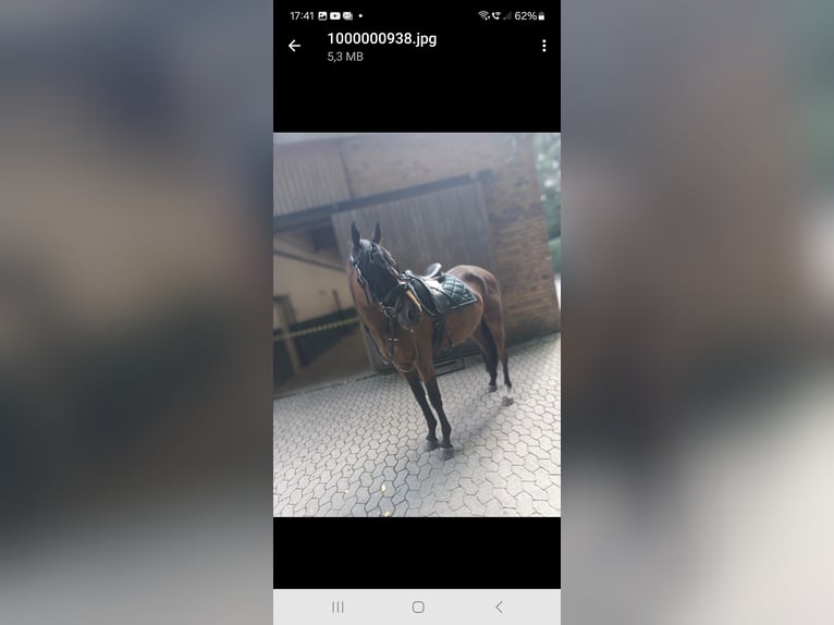 Plus de pur-sang Hongre 3 Ans 170 cm Bai in D&#xFC;sseldorf