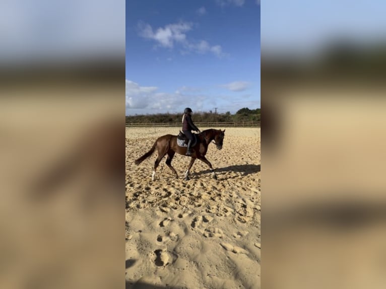 Plus de pur-sang Hongre 4 Ans 164 cm Alezan in WegelebenWegeleben