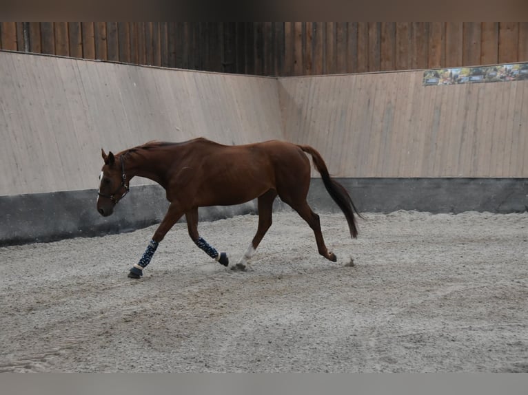 Plus de pur-sang Hongre 4 Ans 164 cm Alezan in WegelebenWegeleben