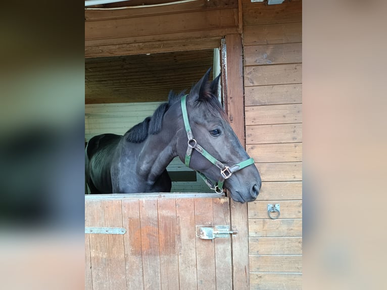 Plus de pur-sang Hongre 4 Ans 165 cm Bai brun in Bayreuth