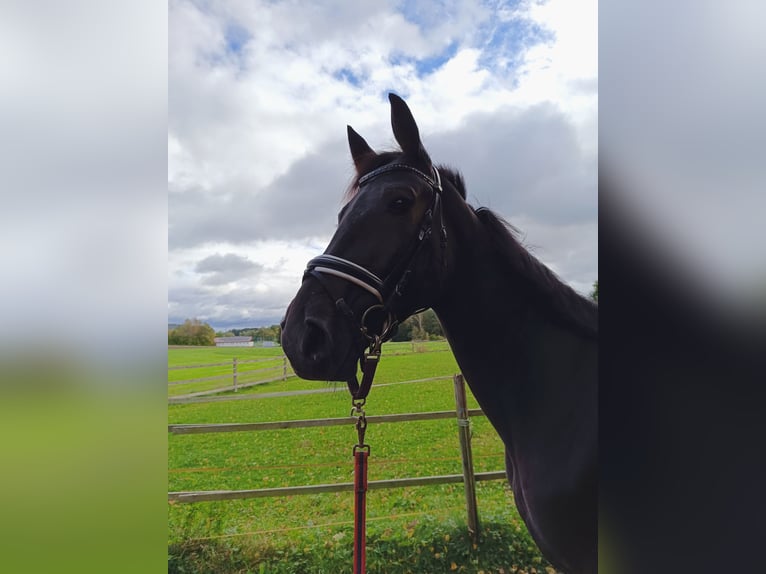 Plus de pur-sang Hongre 4 Ans 165 cm Bai brun in Bayreuth