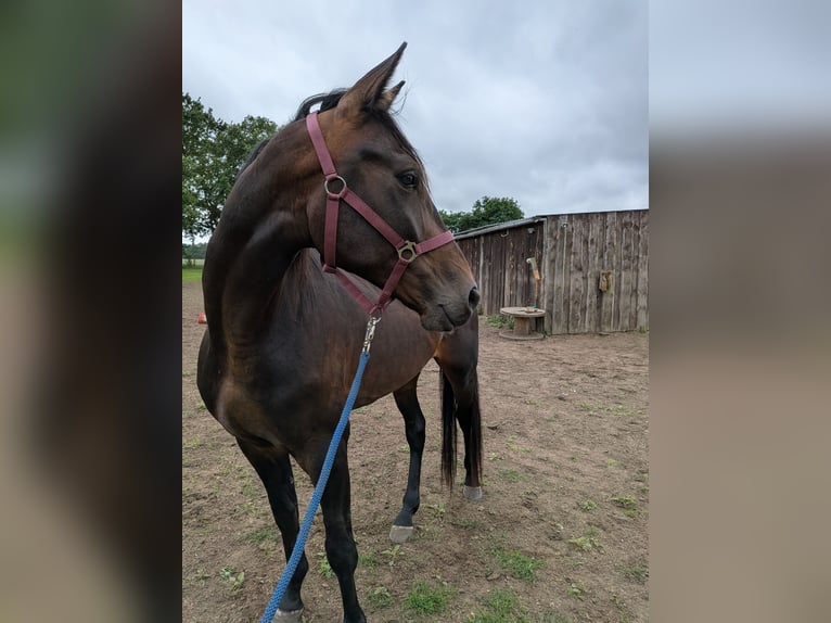 Plus de pur-sang Hongre 4 Ans 165 cm Bai brun in Neu Gülze