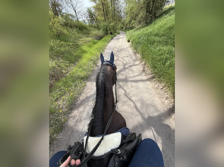 Plus de pur-sang Hongre 4 Ans 165 cm Bai in Pößneck