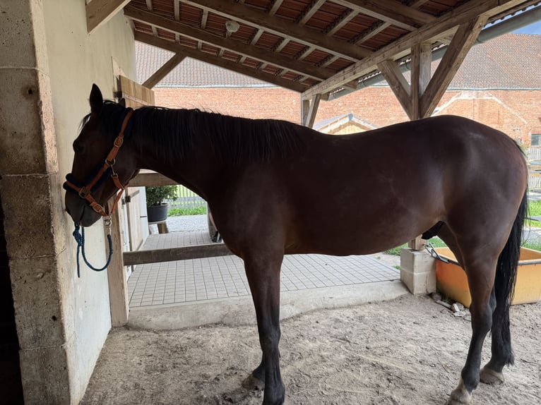 Plus de pur-sang Hongre 4 Ans 165 cm Bai in Pößneck