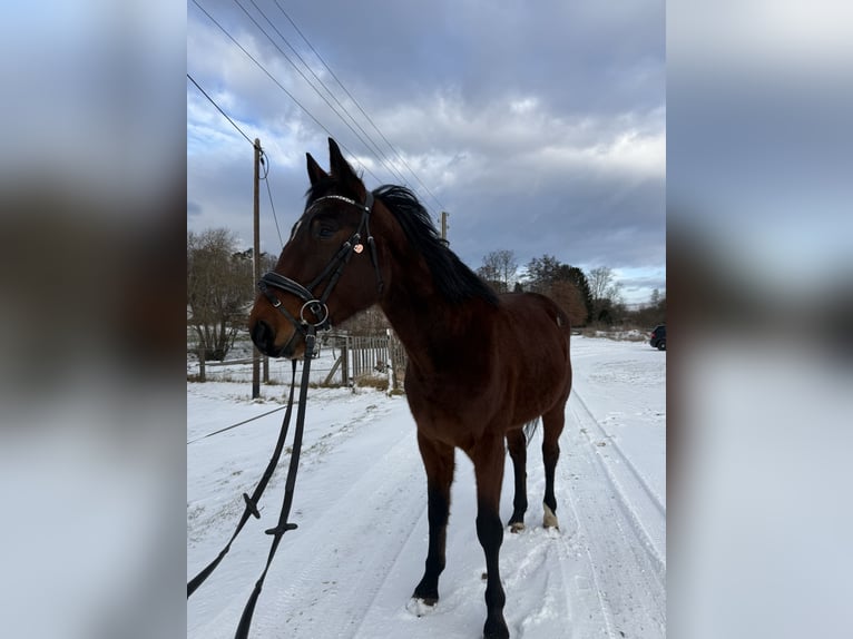 Plus de pur-sang Hongre 4 Ans 165 cm Bai in Pößneck