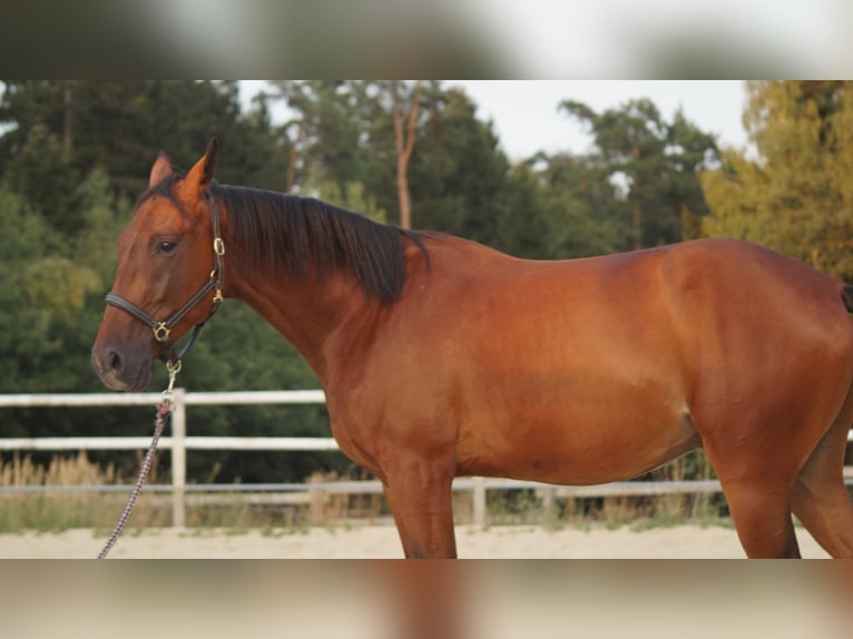 Plus de pur-sang Hongre 4 Ans 167 cm Bai in Reisbach