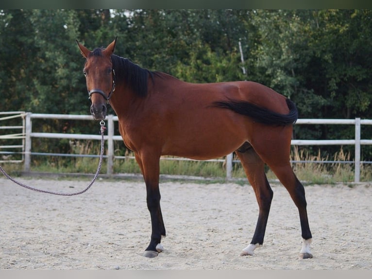 Plus de pur-sang Hongre 4 Ans 167 cm Bai in Reisbach