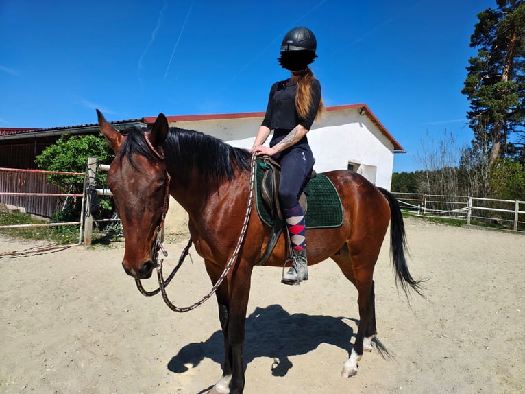 Plus de pur-sang Hongre 4 Ans 167 cm Bai in Reisbach