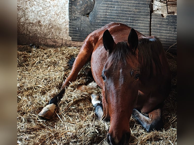 Plus de pur-sang Hongre 4 Ans 167 cm Bai in Reisbach