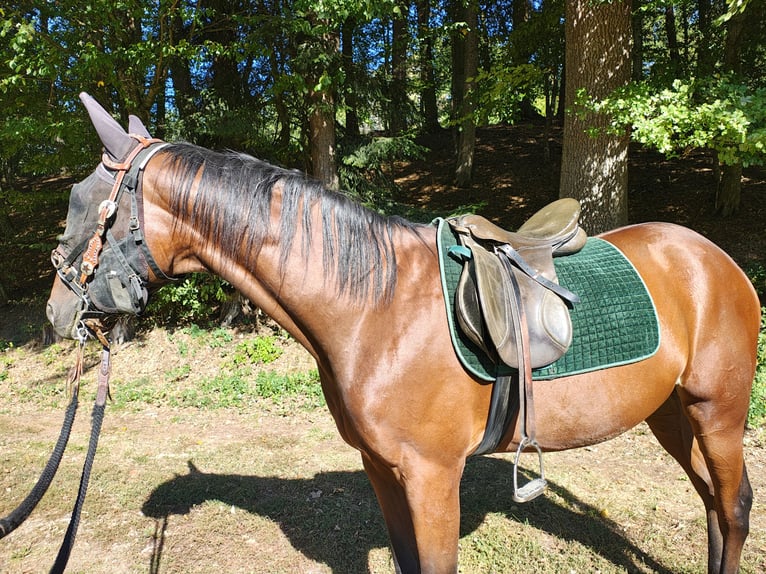 Plus de pur-sang Hongre 4 Ans 167 cm Bai in Reisbach