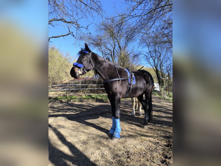 Plus de pur-sang Hongre 5 Ans 155 cm Noir in Ahlsdorf