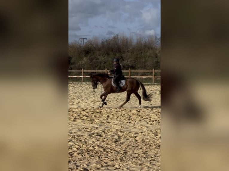 Plus de pur-sang Hongre 5 Ans 164 cm Alezan in WegelebenWegeleben