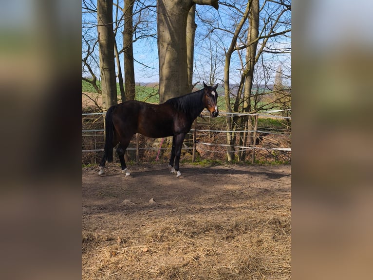 Plus de pur-sang Hongre 5 Ans 172 cm Bai brun in Menden (Sauerland)