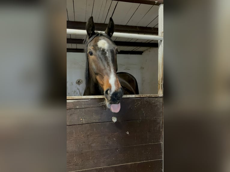 Plus de pur-sang Hongre 5 Ans 172 cm Bai brun in Menden (Sauerland)