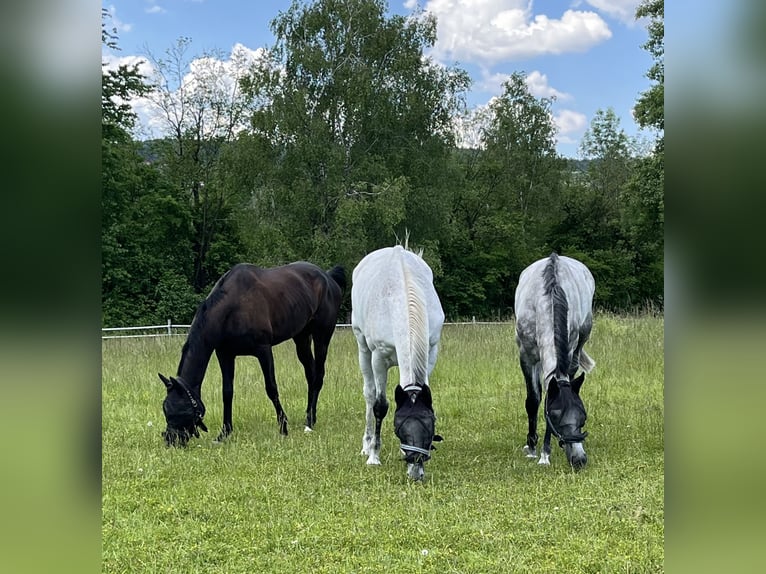 Plus de pur-sang Hongre 5 Ans 174 cm Bai brun in Dielsdorf