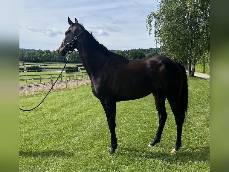 Plus de pur-sang Hongre 5 Ans 174 cm Bai brun in Dielsdorf