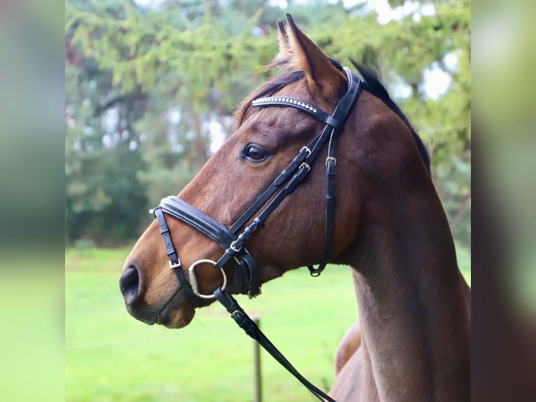 Plus de pur-sang Hongre 6 Ans 165 cm Bai brun in Uelsen