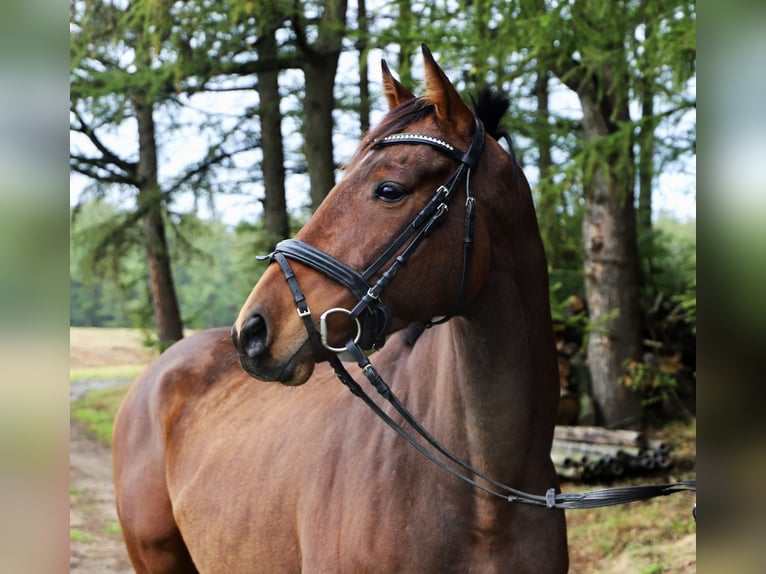 Plus de pur-sang Hongre 6 Ans 165 cm Bai brun in Uelsen