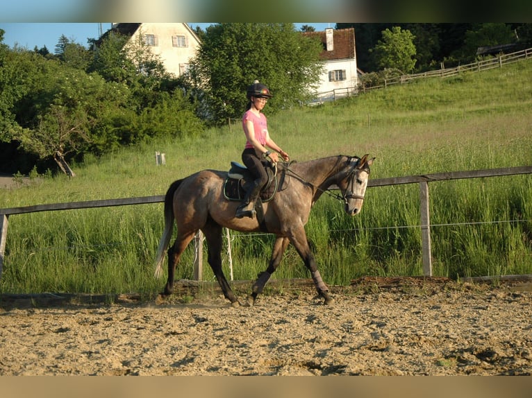 Plus de pur-sang Hongre 6 Ans 165 cm Gris in Tiefernitz