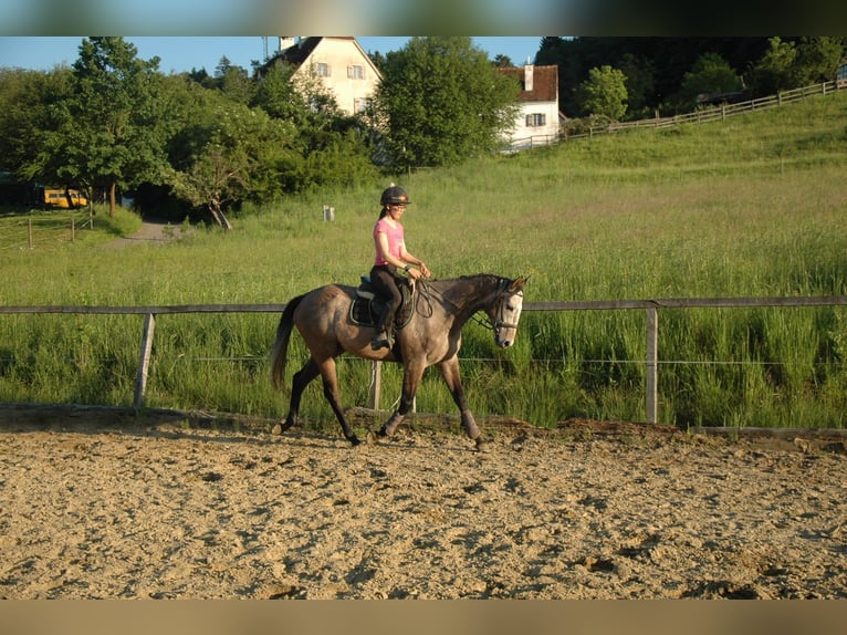 Plus de pur-sang Hongre 6 Ans 165 cm Gris in Tiefernitz