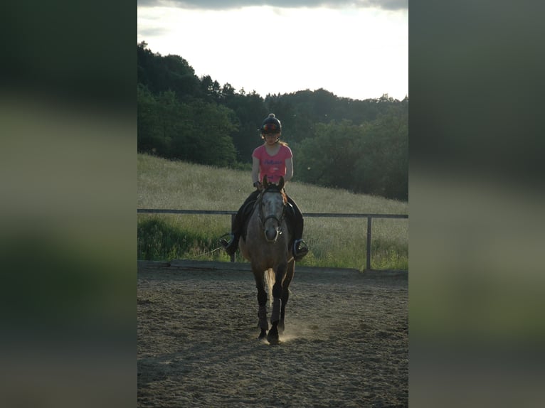 Plus de pur-sang Hongre 6 Ans 165 cm Gris in Tiefernitz