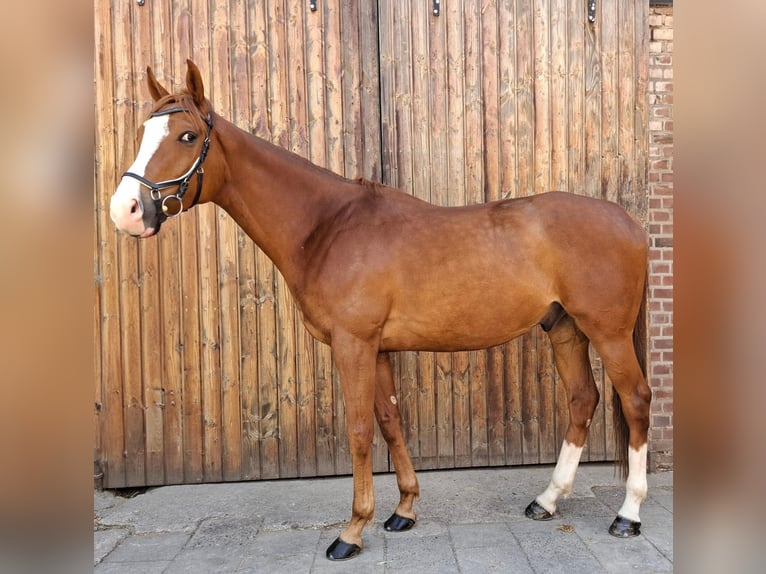 Plus de pur-sang Croisé Hongre 6 Ans 177 cm Alezan in Grevenbroich