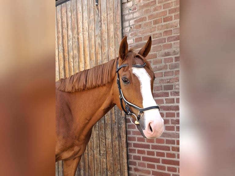 Plus de pur-sang Croisé Hongre 6 Ans 177 cm Alezan in Grevenbroich