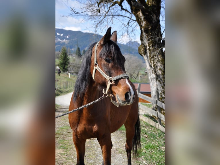 Plus de pur-sang Hongre 7 Ans 156 cm Bai in Lend