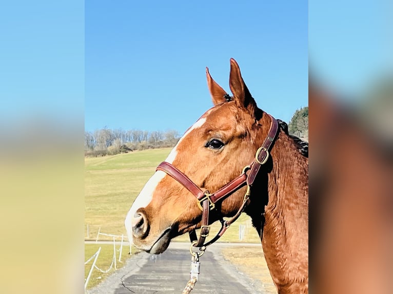 Plus de pur-sang Hongre 7 Ans 164 cm Bai in Bad Endbach