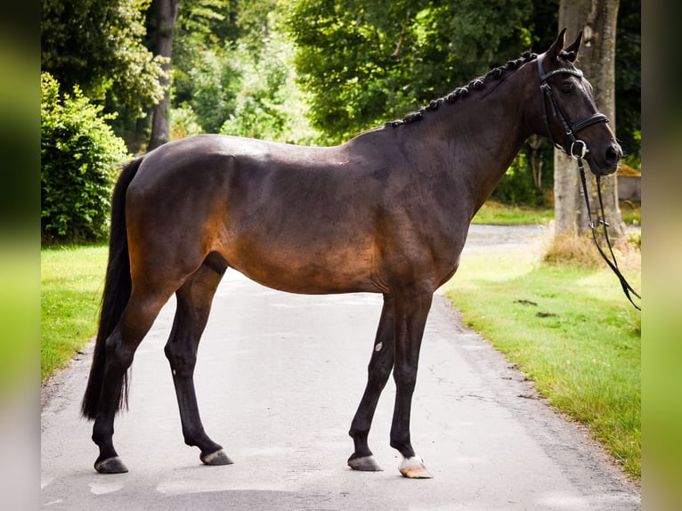 Plus de pur-sang Hongre 7 Ans 165 cm Bai brun in Lüdinghausen