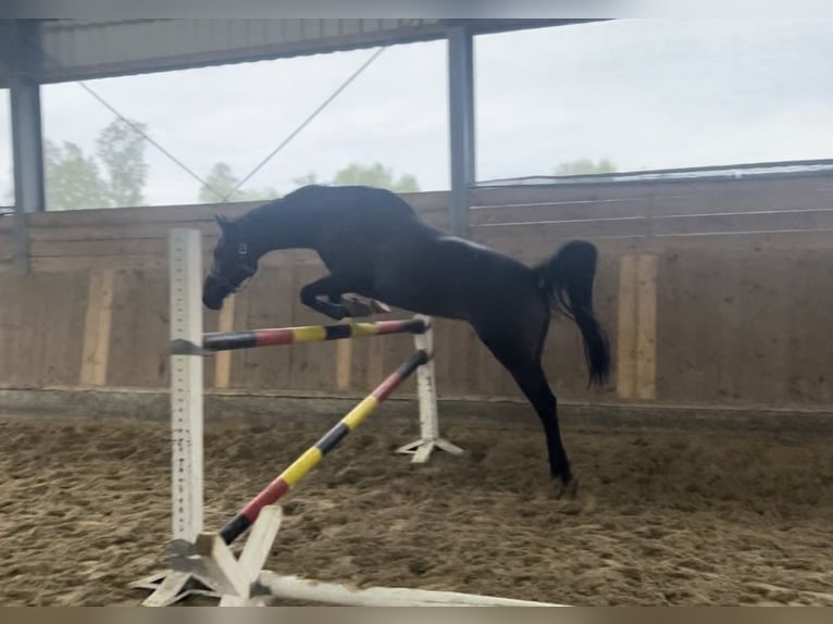 Plus de pur-sang Hongre 7 Ans 165 cm Bai brun in Lüdinghausen