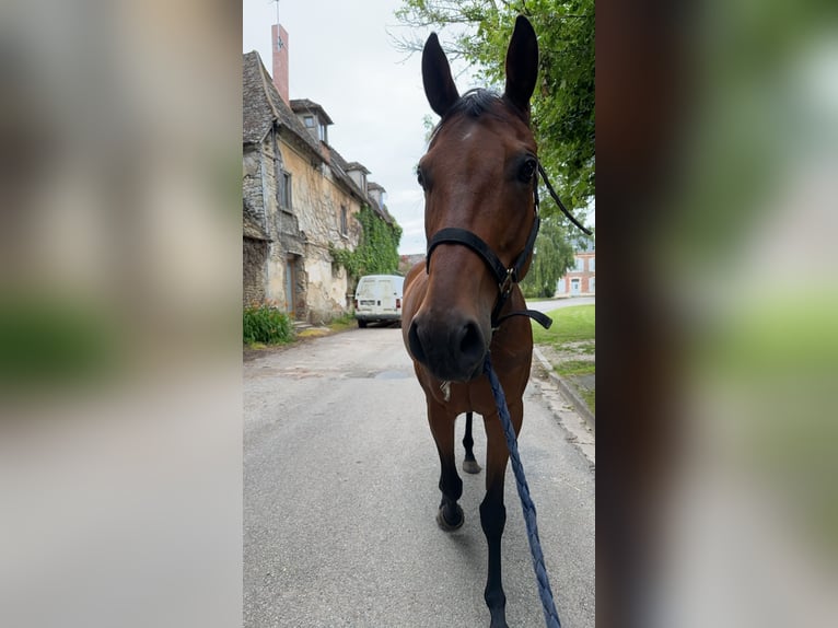 Plus de pur-sang Hongre 7 Ans 165 cm Bai in Vesly