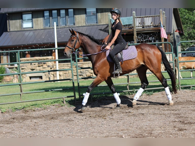 Plus de pur-sang Hongre 7 Ans 168 cm Bai cerise in Fort Collins, CO