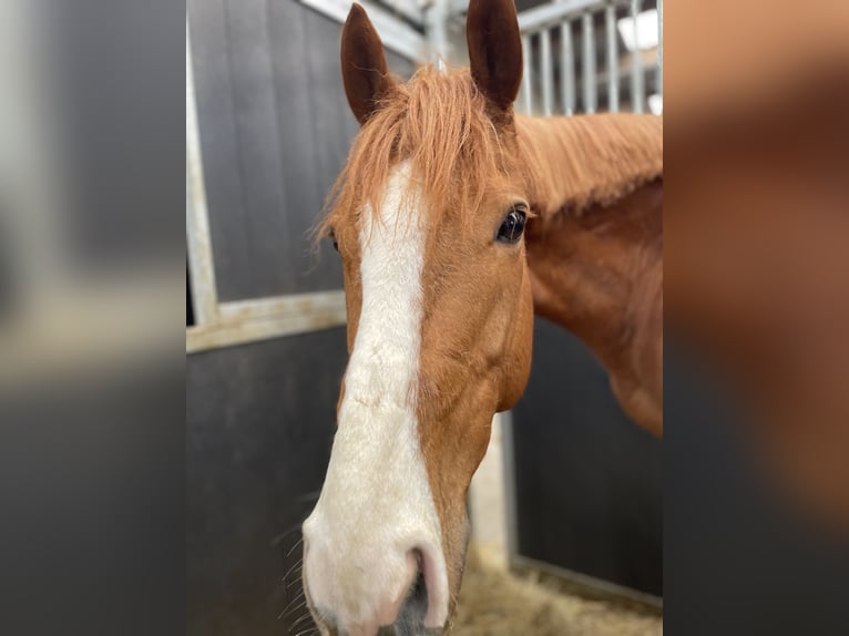 Plus de pur-sang Hongre 8 Ans 160 cm Alezan cuivré in Geluwe